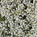 Arabis caucasica Snowcap (Schneehaube)