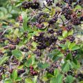 Aronia melanocarpa - Aronie à fruits noirs