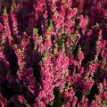 Bruyère d'été - Calluna vulgaris Dark Beauty