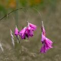 Canne à pêche de Vénus - Dierama pulcherrimum