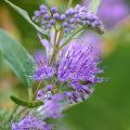 Caryopteris (x) clandonensis Grand Bleu®