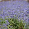 Caryopteris (x) clandonensis Grand Bleu®