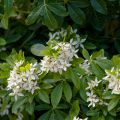 Choisya ternata - Mexican orange blossom