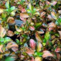 Coprosma Evening Glow