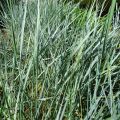 Elymus magellanicus - Agropyron