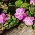 Erodium variabile Bishop's Form