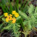 Euphorbe, Euphorbia cyparissias