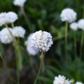 Gazon d'Espagne blanc, Armeria Maritima alba