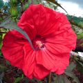 Hibiscus moscheutos Red Wine