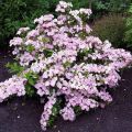 Hydrangea macrophylla (x) scandens French Bolero® 