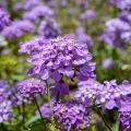 Iberis sempervirens Absolutely Amethyst - Corbeille d'argent 