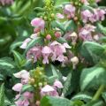 Lamium Shell Pink