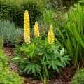 Lupin de Russel Le Chandelier - Lupinus (x) Russelii