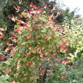 Mina lobata - Plume d'Indien