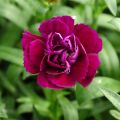 Dianthus barbatus Sooty, Oeillet