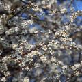 Prunus spinosa - Blackthorn