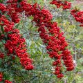 Pyracantha coccinea SAPHYR Rouge ® Cadou