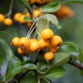 Pyracantha coccinea Saphyr Jaune - Scarlet Firethorn