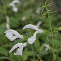 Salvia patens White Trophy