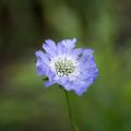 Scabieuse du Caucase - Scabiosa caucasica Perfecta