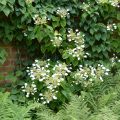 Schizophragma hydrangeoides