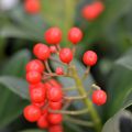 Skimmia japonica Pabella - Japanese Skimmia