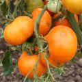 Tomate Orange Queen Bio - Ferme de Sainte Marthe