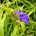 Éphémère de Virginie - Tradescantia x andersoniana Sweet Kate