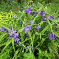 Ephémère de Virginie - Tradescantia virginiana Zwanenburg Blue