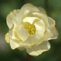 Trollius Alabaster - Trolle hybride