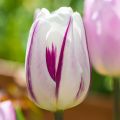 Tulipe Triomphe Flaming Flag