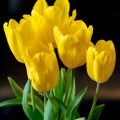 Tulipe Triomphe Strong Gold