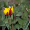 Tulipe Chrysantha Tubergen Gem