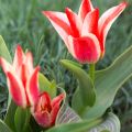 Tulipe Botanique greigii Plaisir 