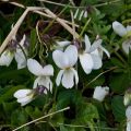 Violette odorante, Viola odorata Alba, pensée