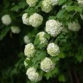 Snowball Viburnum - Viburnum opulus Roseum