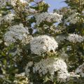 Viorne, Laurier Tin - Viburnum tinus