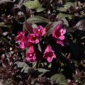 Weigela florida Minor Black ® - Weigélia pourpre nain