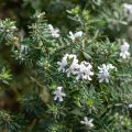 Westringia fruticosa fruticosa Blanc - Romarin d'Australie