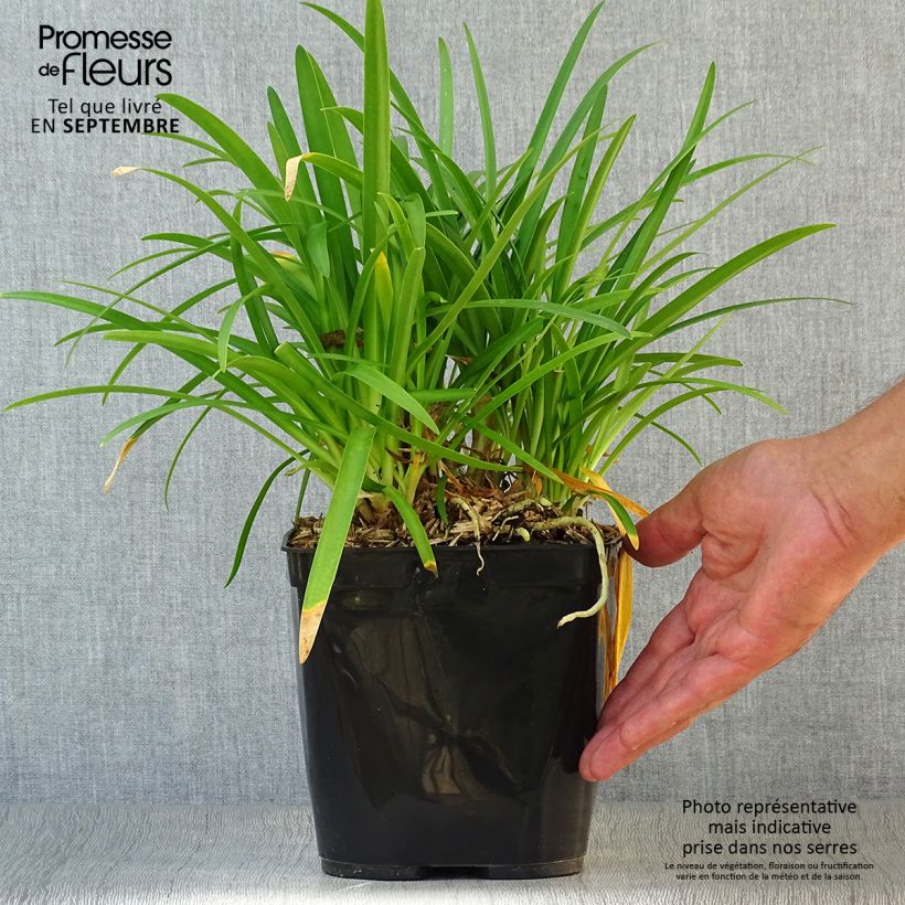 Agapanthe Vallée de la Romanche Pot de 2L/3L sample as delivered in autumn