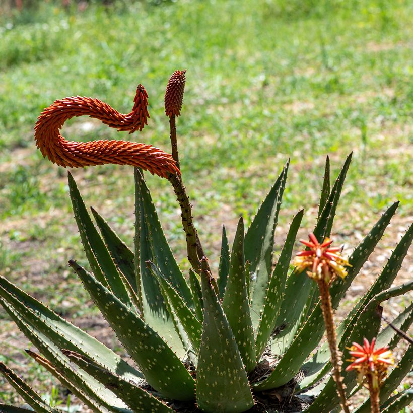 Aloe ferox  (Flowering)