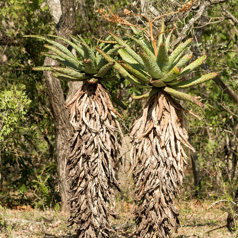 Aloe ferox  (Plant habit)