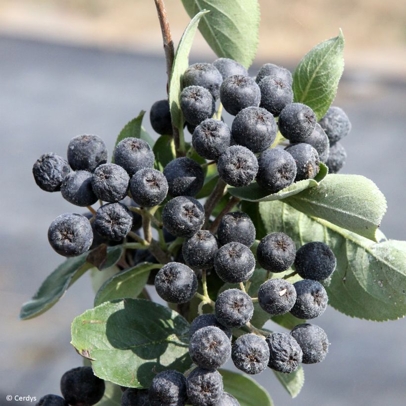 Aronia prunifolia Rubina (Harvest)