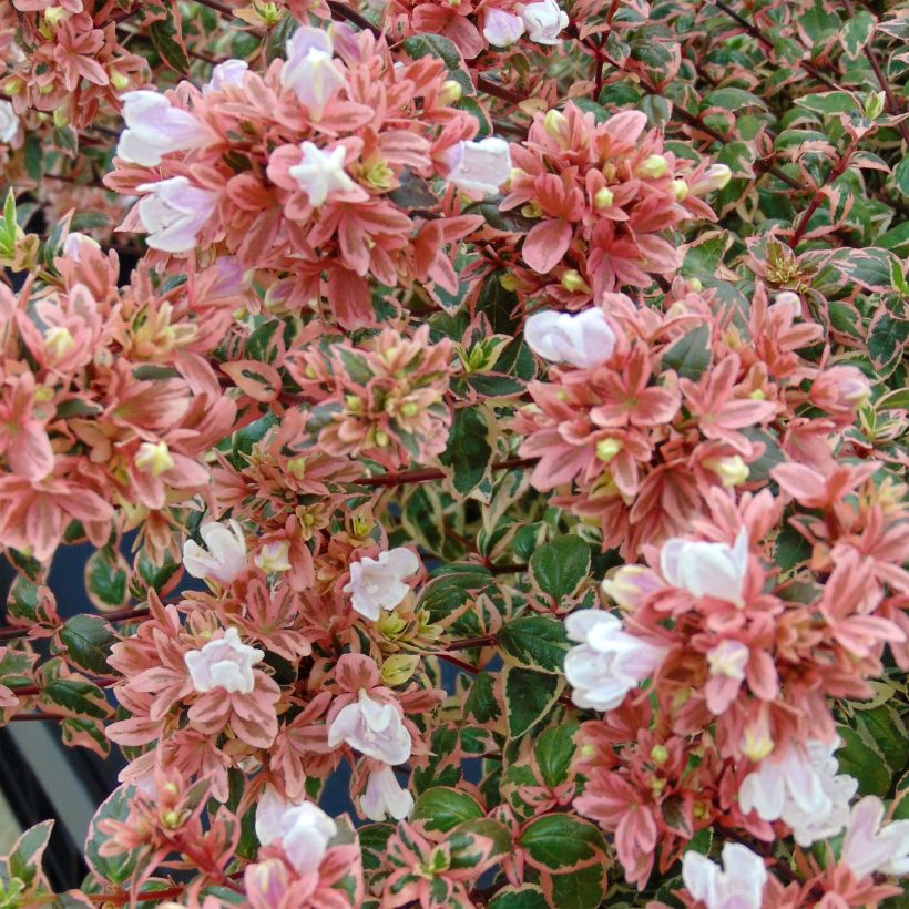 Abelia Magic Daydream (Flowering)