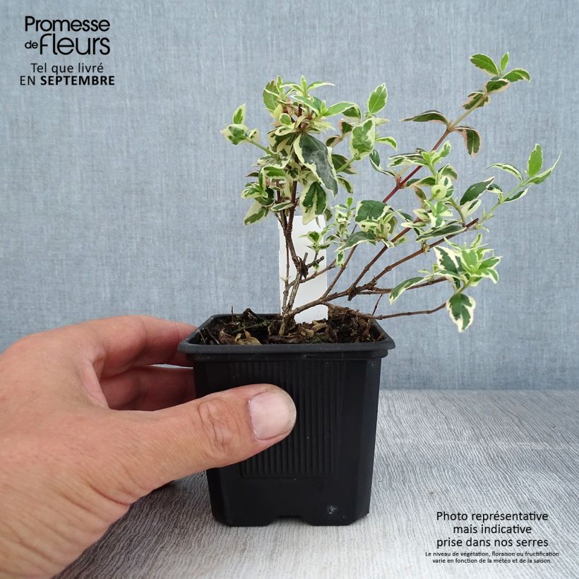 Abelia Magic Daydream en godet de 9 cm sample as delivered in autumn