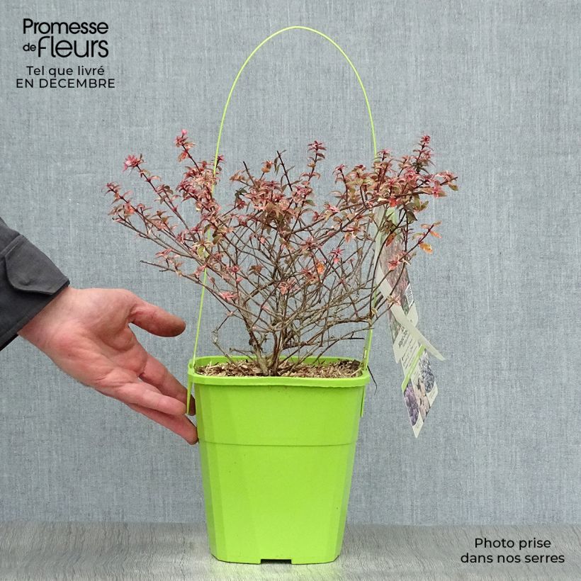 Abelia Magic Daydream en pot de 3L/4L sample as delivered in winter