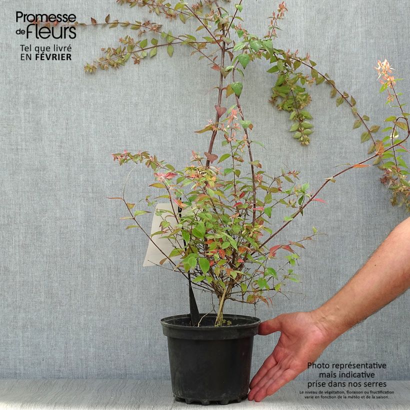 Abelia Pink Pong en pot de 3L/4L sample as delivered in autumn