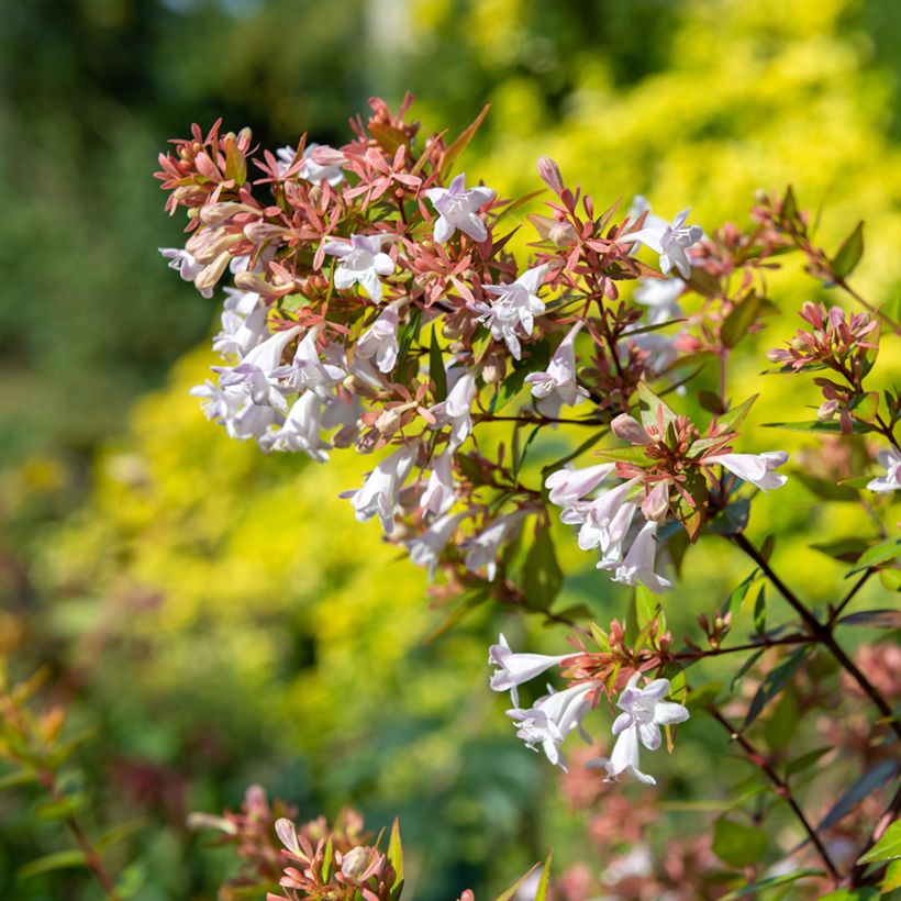 Abelia chinensis (Flowering)