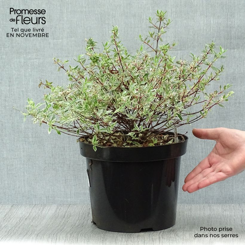 Abelia grandiflora Confetti en pot de 7,5L/10L sample as delivered in autumn