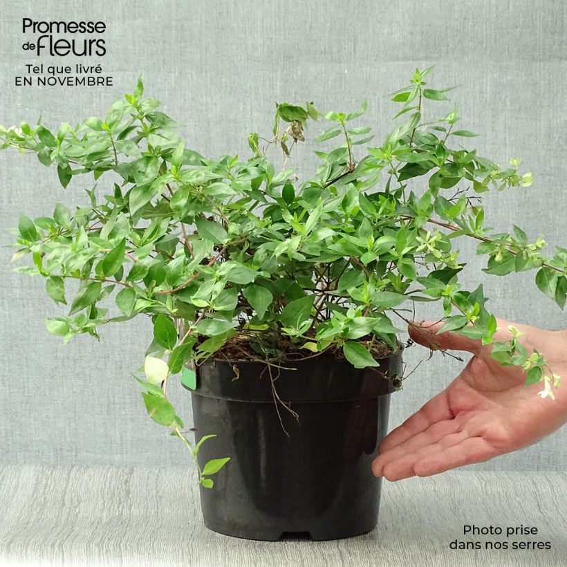 Abelia grandiflora Francis Mason Pot de 3L/4L sample as delivered in autumn